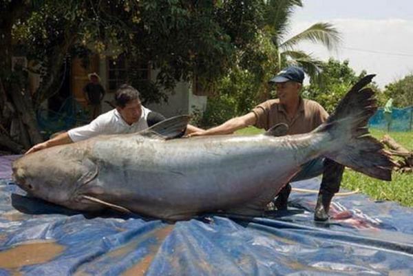 Les plus gros poissons du monde!