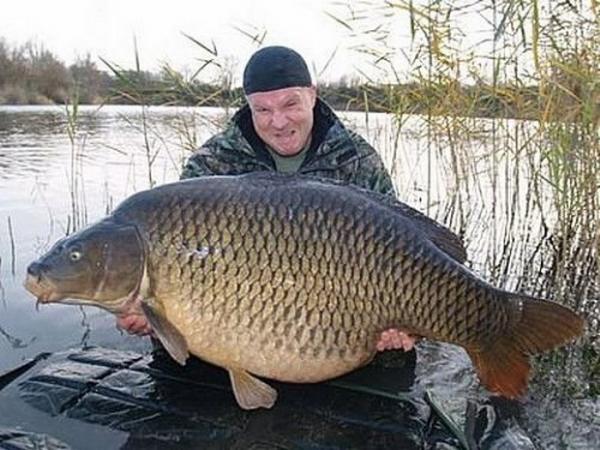 Les plus gros poissons du monde!