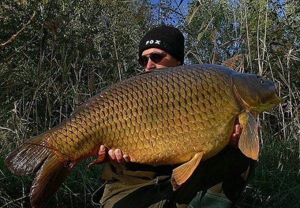 Les plus gros poissons du monde!