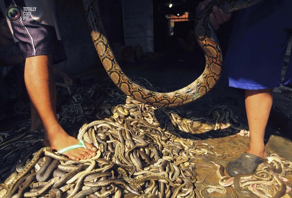 Sanglant! Comment fabriquer des sacs en peau de serpent?