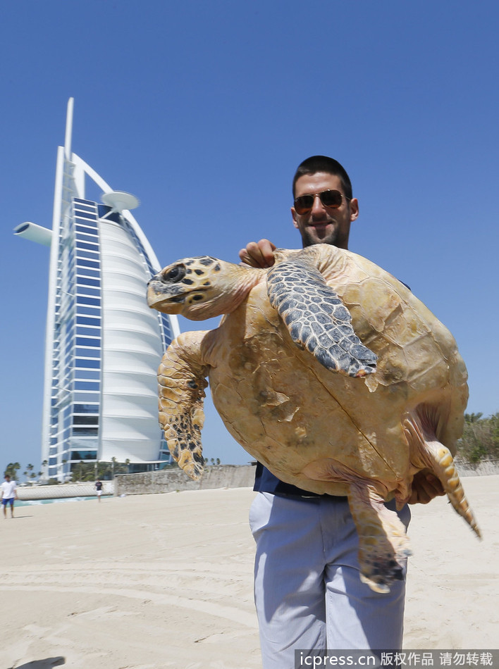 Djokovic s&apos;amuse avec une tortue à Dubaï