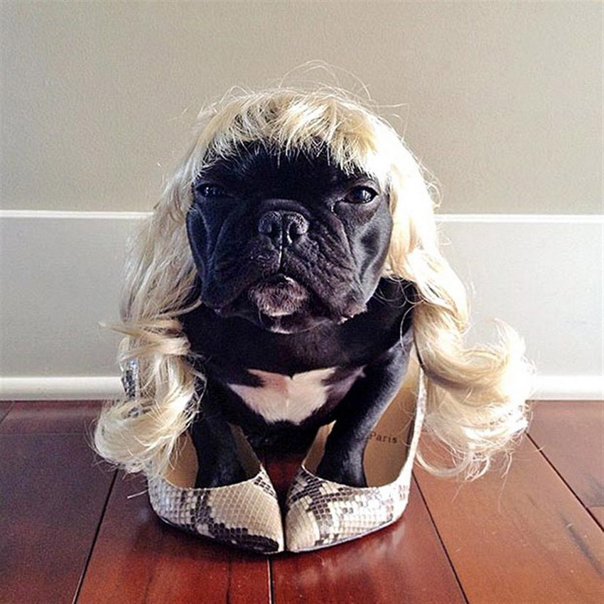 Trotter, un bulldog très populaire sur internet