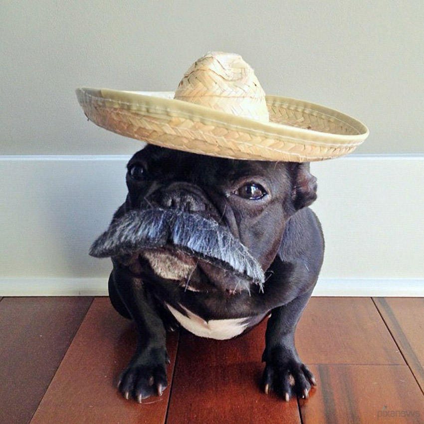 Trotter, un bulldog très populaire sur internet