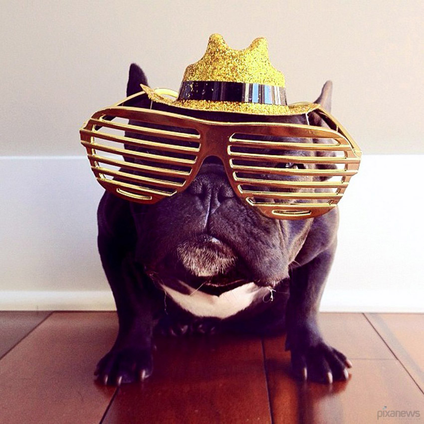 Trotter, un bulldog très populaire sur internet