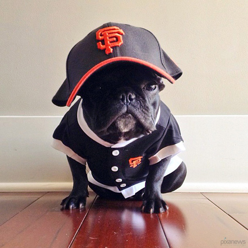 Trotter, un bulldog très populaire sur internet