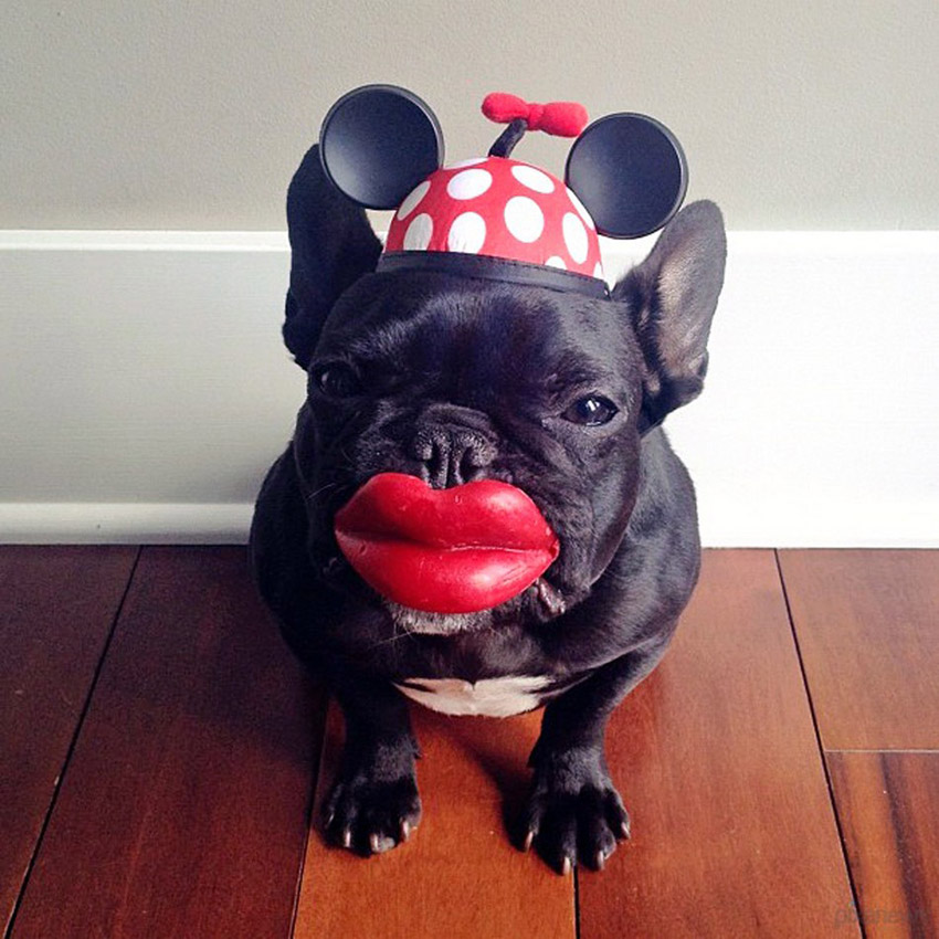 Trotter, un bulldog très populaire sur internet