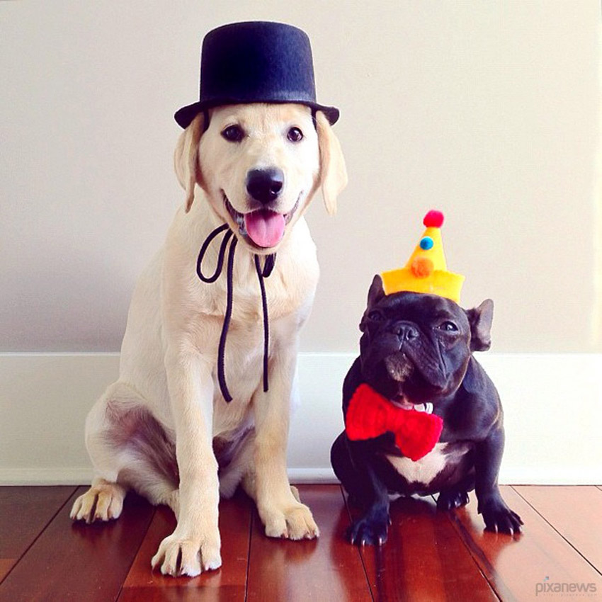 Trotter, un bulldog très populaire sur internet