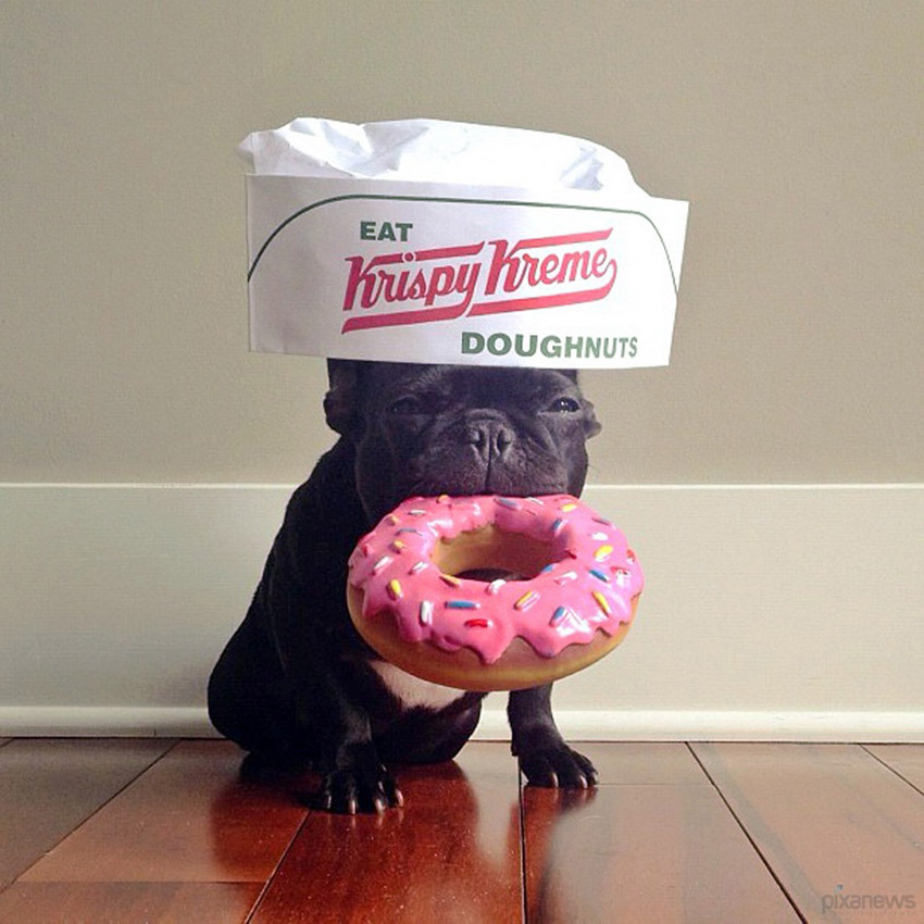 Trotter, un bulldog très populaire sur internet