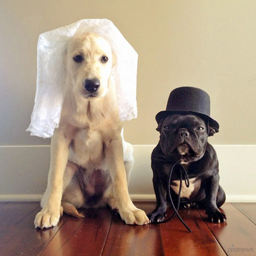 Trotter, un bulldog très populaire sur internet