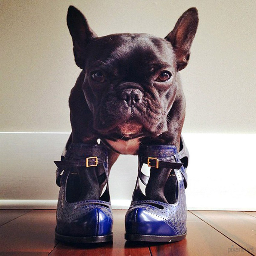 Trotter, un bulldog très populaire sur internet