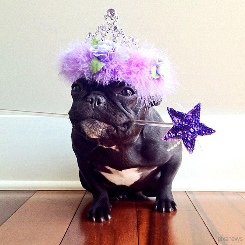 Trotter, un bulldog très populaire sur internet