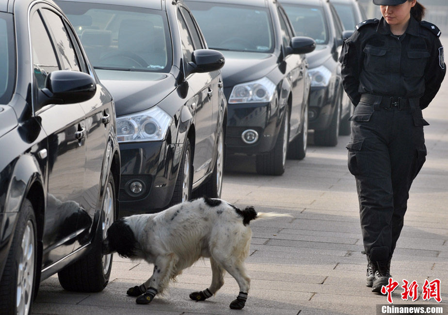 Deux sessions en images : des chiens de sécurité