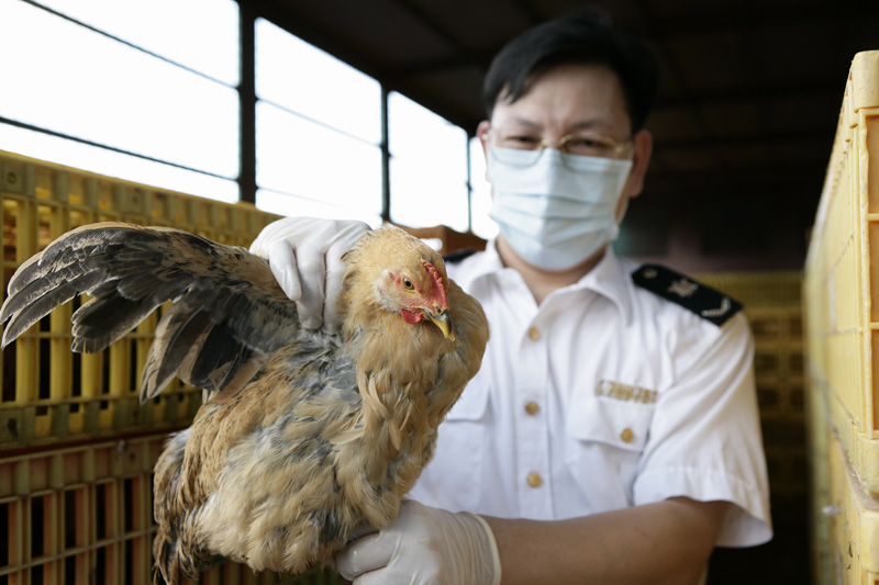 Grippe aviaire mortel : premier cas de H7N9 à Beijing