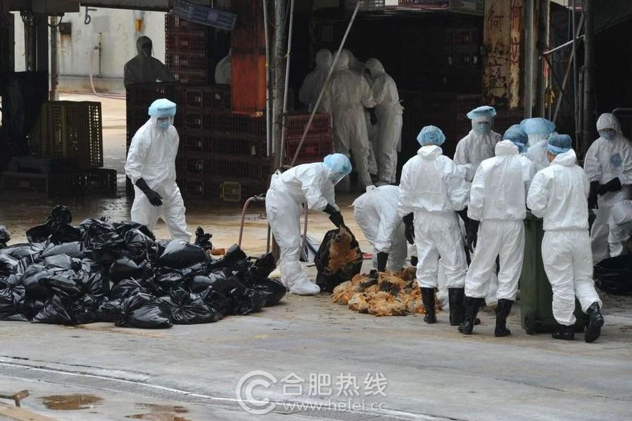 Grippe aviaire mortel : premier cas de H7N9 à Beijing