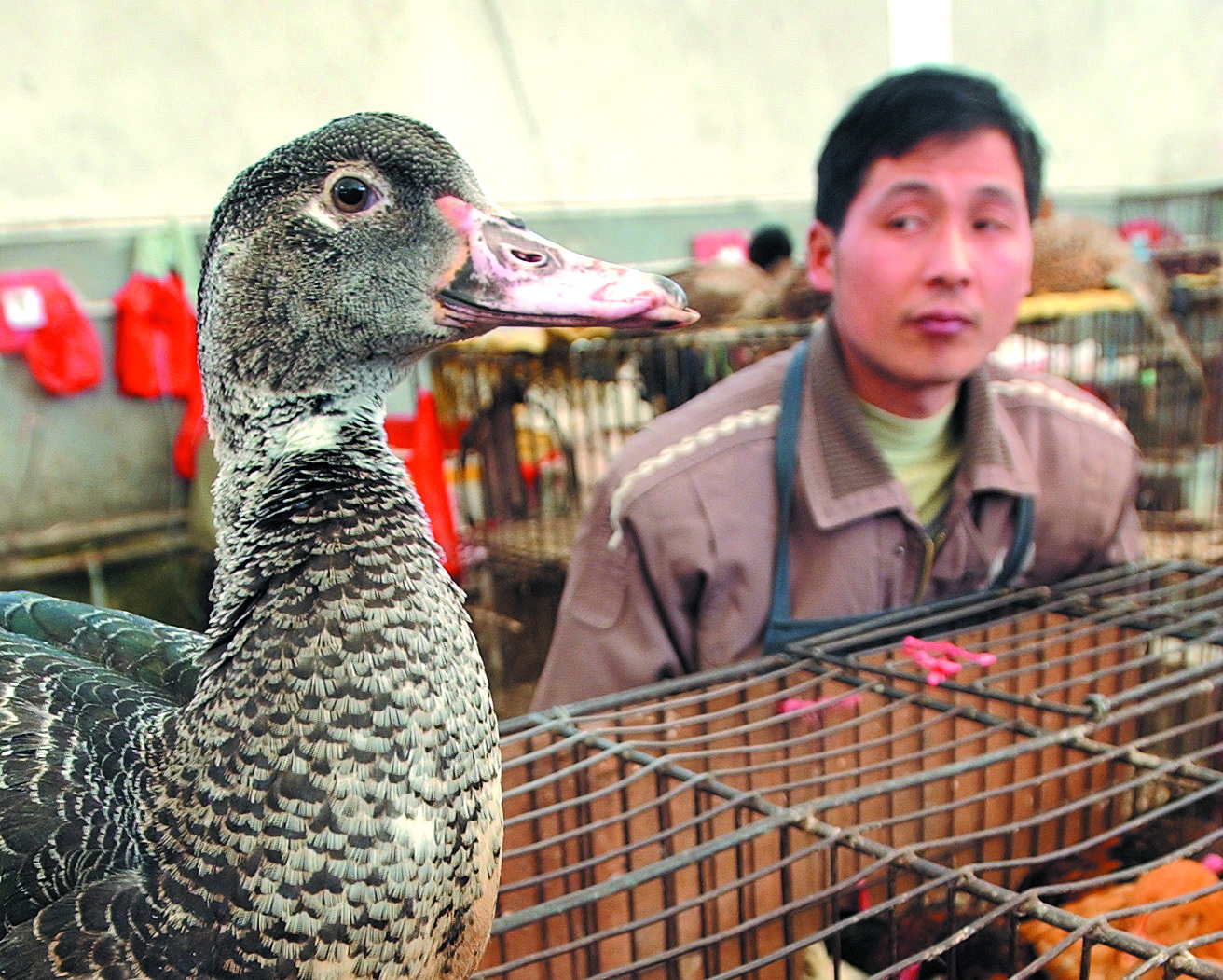 Grippe aviaire mortel : premier cas de H7N9 à Beijing