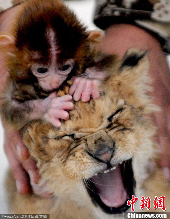 Un lion et un singe deviennent « frères »