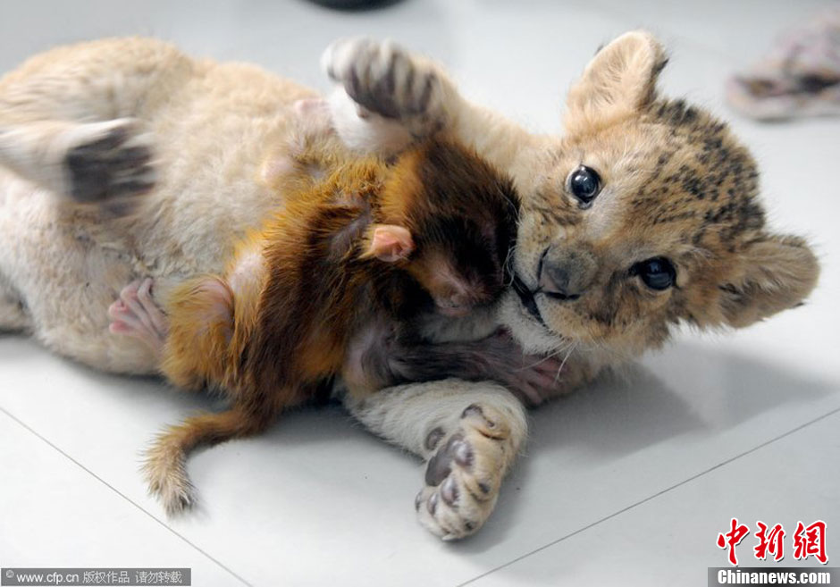 Un lion et un singe deviennent « frères »