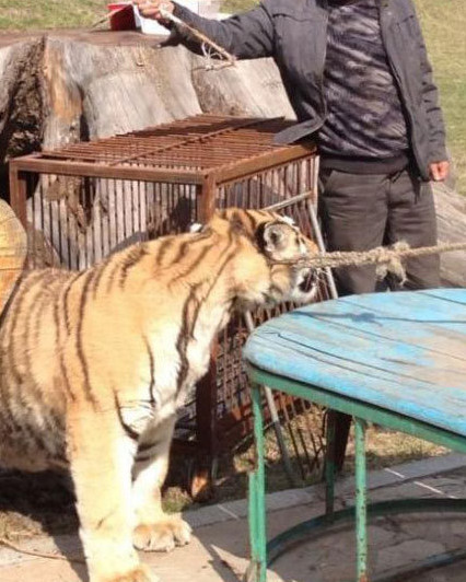 Des tigres maltraités dans un zoo en Chine