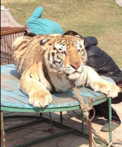 Des tigres maltraités dans un zoo en Chine