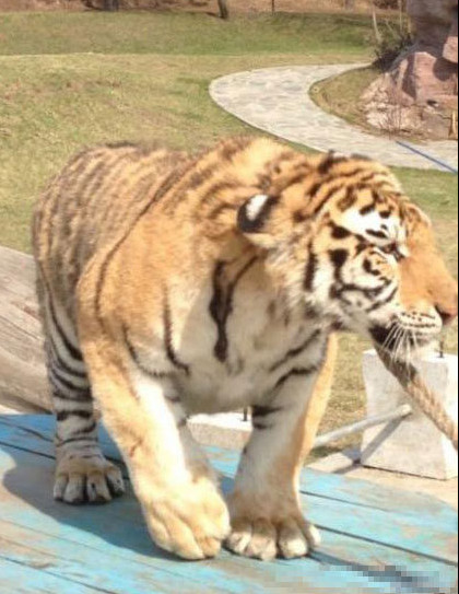 Des tigres maltraités dans un zoo en Chine