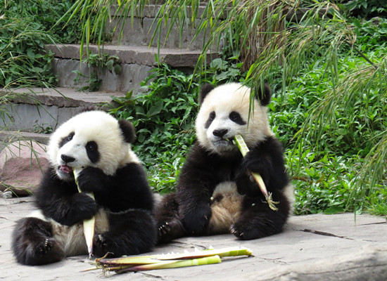 Naissance de 45 pandas au centre depuis le séisme de 2008