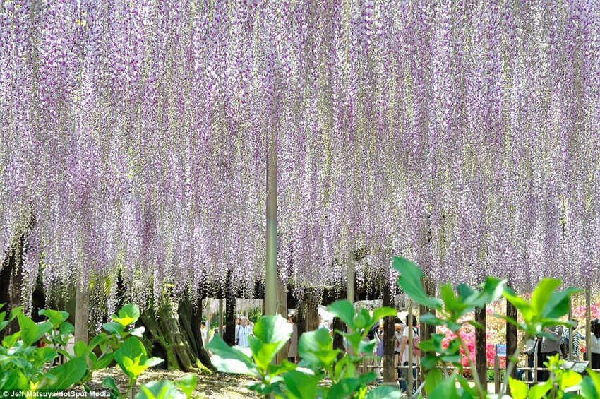L'Arbre des âmes existe en vrai au Japon