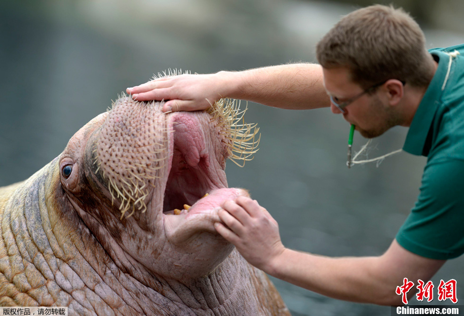 Visite médicale obligatoire pour les animaux d&apos;un zoo en Allemagne