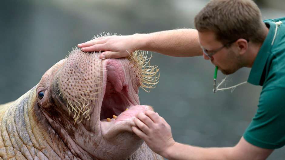 Visite médicale obligatoire pour les animaux d'un zoo en Allemagne