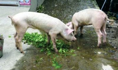 Des cochons retrouvés vivants 45 jours après le séisme du Sichuan