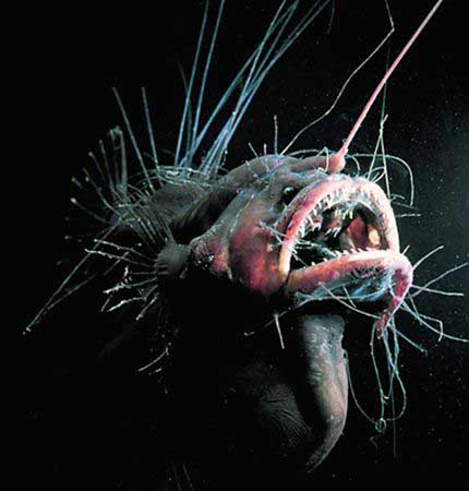 Les monstres du fond des océans