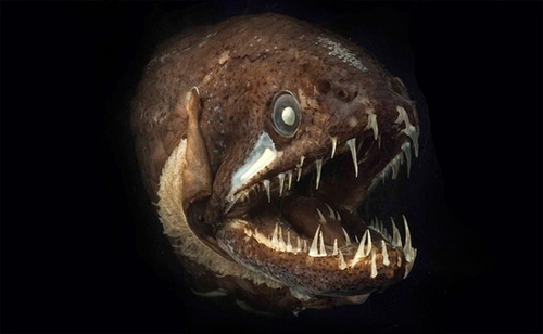 Les monstres du fond des océans