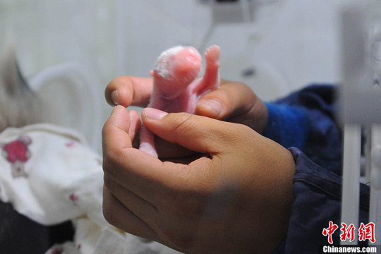 Naissance de deux pandas jumeaux en Chine