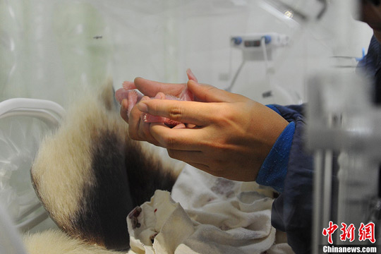 Naissance de deux pandas jumeaux en Chine