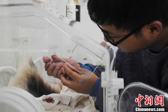 Naissance de deux pandas jumeaux en Chine