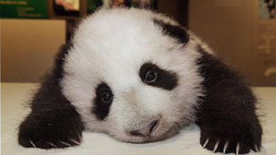 Le panda nouveau-né de Taiwan a subi une légère blessure à une patte Le panda nouveau-né de Taiwan a subi une légère blessure à une patte