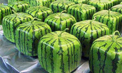 Oseriez-vous prendre une part de pastèque cubique ? Oseriez-vous prendre une part de pastèque cubique ?