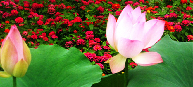 Beijing : la fête des lotus au parc Yuanmingyuan