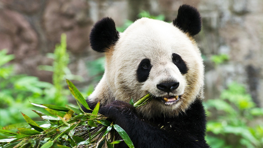 Un couple de panda chinois va élire domicile en Belgique 