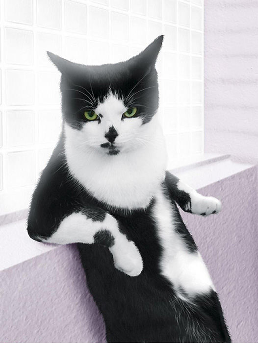 Calendrier Glamour Puss 2014 : des chats très « matouvu »