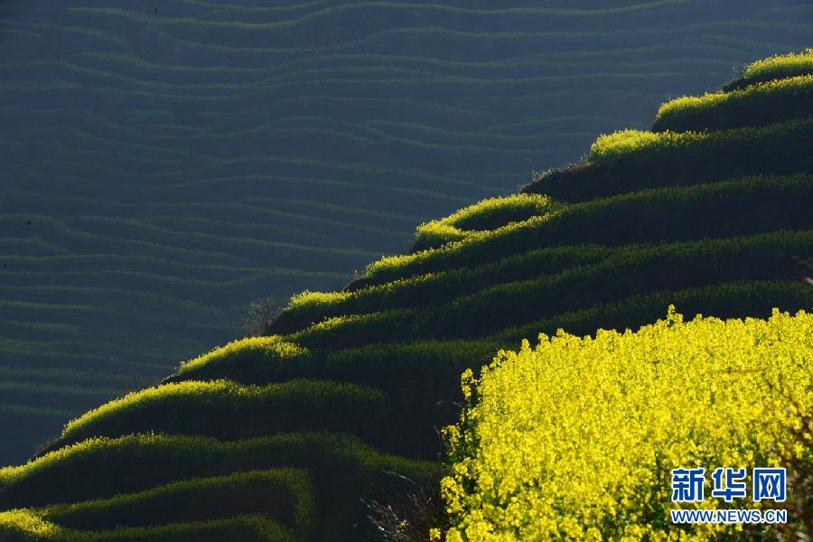 Une mer de fleurs de colza au Yunnan