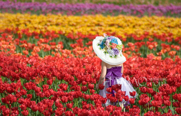 Les 10 champs de fleurs les plus spectaculaires du monde
