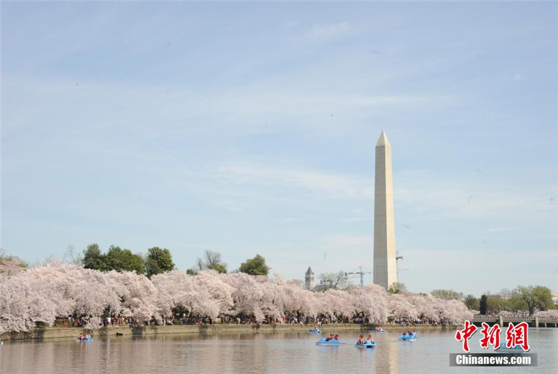 La fête de Sakura à Washington