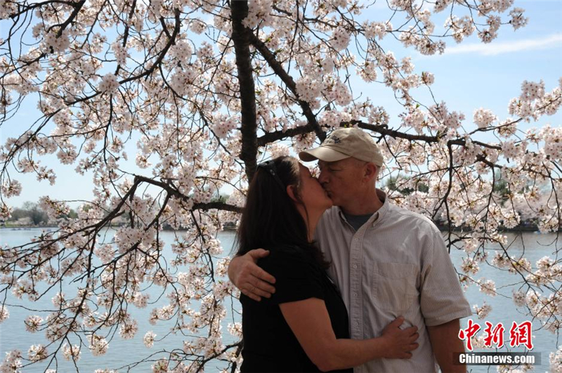 La fête de Sakura à Washington