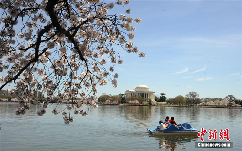 La fête de Sakura à Washington