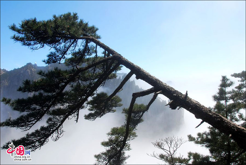 Le mont Huangshan dans une mer de nuages