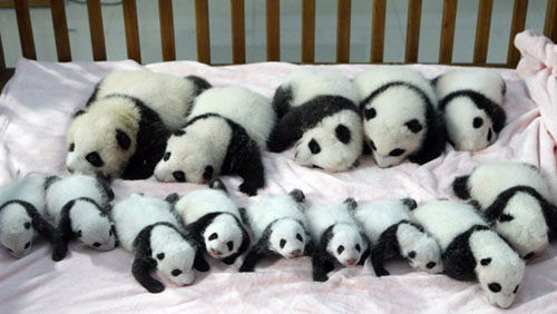 Panda cherche nounou : le job de rêve ouvert aux candidatures à Beijing Panda cherche nounou : le job de rêve ouvert aux candidatures à Beijing