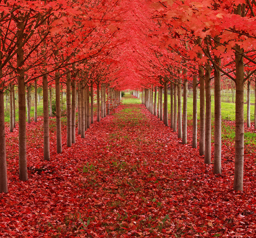 Photos les arbres les plus beaux du monde