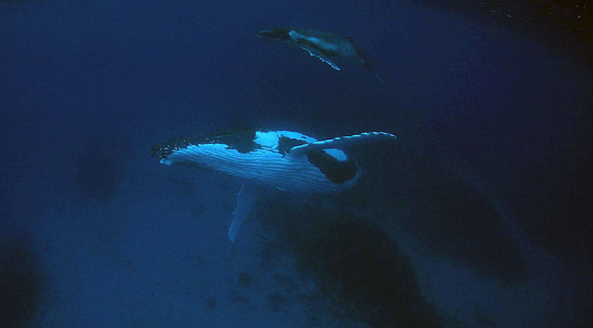 Photographie : Un Accouplement De Baleines Aux Tonga