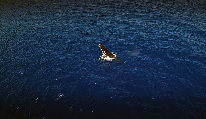 Photographie : Un Accouplement De Baleines Aux Tonga