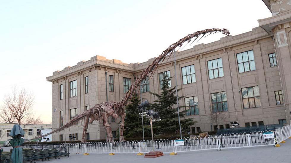Beijing : exposition du plus grand squelette de dinosaure au monde